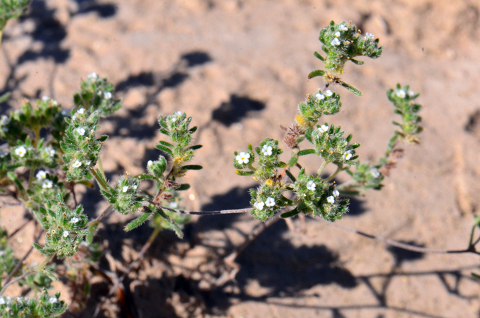 Redroot Cryptantha has small green leaves, linear to narrowly oblanceolate and with short bristly hairs. Plants may grow up to 6 inches tall. Cryptantha micrantha 